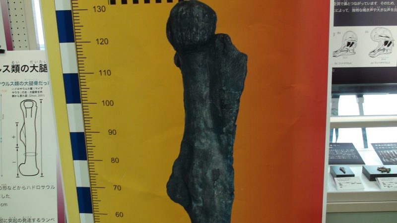 甑島で発掘されたハドロサウルス類の大腿骨