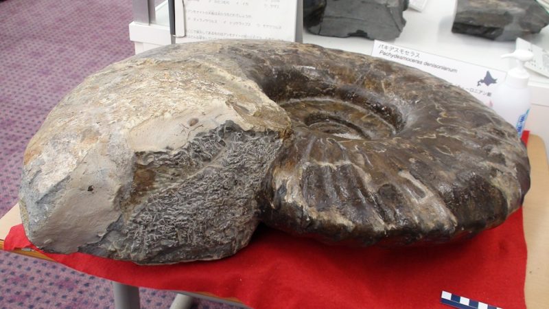 巨大なアンモナイト