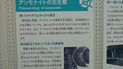 甑ミュージアム 恐竜化石等準備室より 14